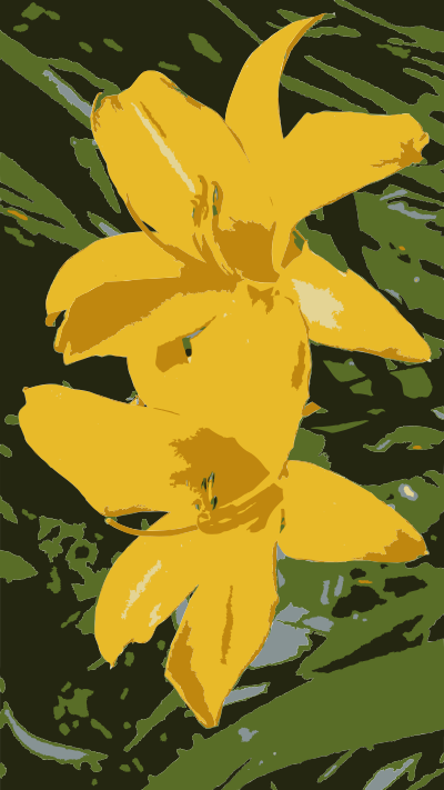 Yellow Lillies in California clipart