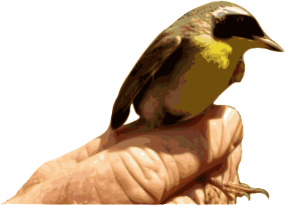 Yellowthroat Bird clipart