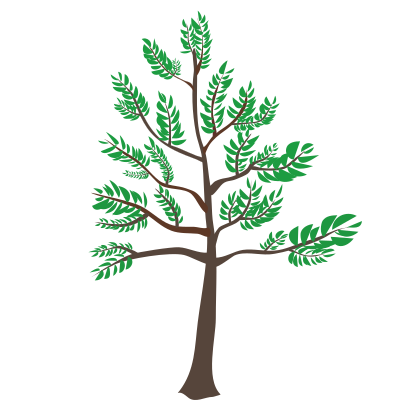 Young Cedar Tree clipart