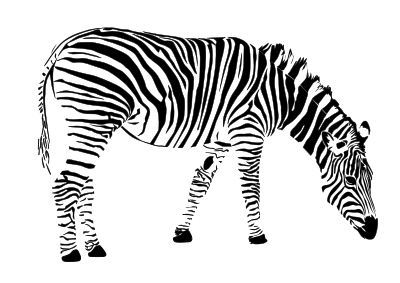 Zebra clipart