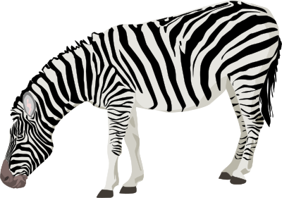 Zebra clipart