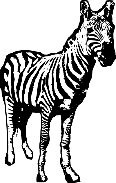 Zebra Facing Us clipart
