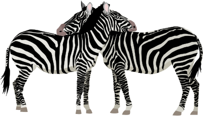 Zebras clipart